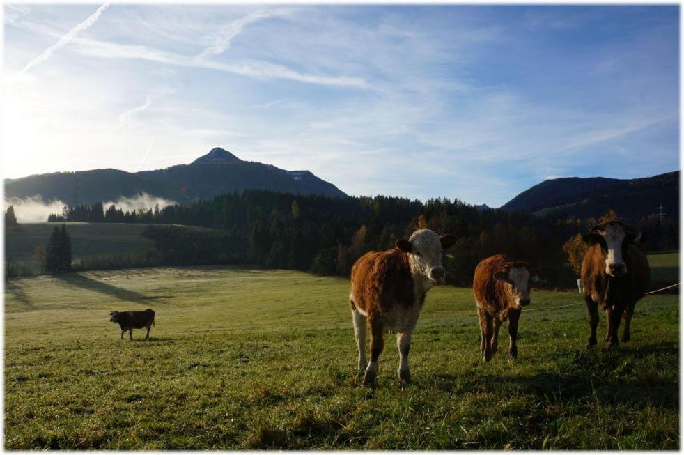 Alpin Apart Flachau Dış mekan fotoğraf